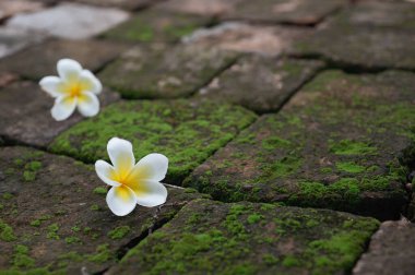 Yeşil yosun yüzeyi olan eski taş tuğla üzerinde iki beyaz plumeria çiçeği.