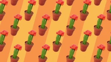 Kaktüsler, sıcak turuncu arka plana karşı canlı bir görsel etki yaratmak için tekrarlayan bir şablon şeklinde düzenlenmiştir..