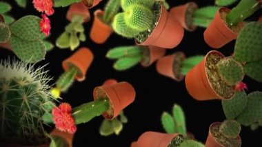 Küçük kaplarda çeşitli kaktüsler havada yuvarlanıyorlar. Canlı yeşil bitkiler ve renkli çiçekler siyah arkaplan ile tezat oluşturuyor, çömlekler yüzüyor ya da düşüyor gibi görünüyor..