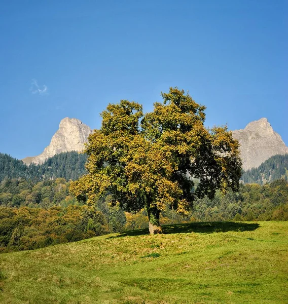 在瑞士阿尔卑斯山的美丽的树 海蒂多夫迈恩菲尔德 图库照片