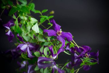 Güzel çiçek açan klematitler siyah bir arkaplanda izole edilmiş.