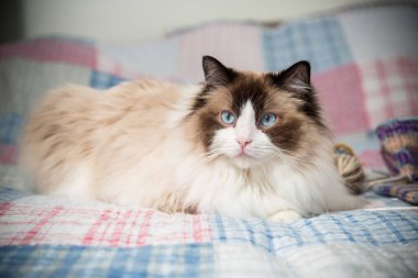 Beautiful domestic purebred cat Ragdoll, lies on the bed at home.