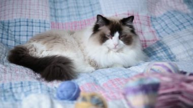 Beautiful domestic purebred cat Ragdoll, lies on the bed at home.