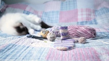 Colored threads, knitting needles and other items for hand knitting and a cute domestic cat Ragdoll on the bed.