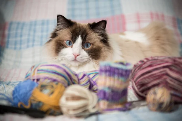 stock image Colored threads, knitting needles and other items for hand knitting and a cute domestic cat Ragdoll on the bed.