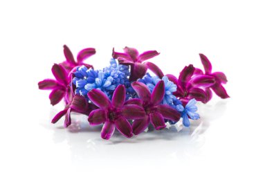 Beyaz arka planda izole edilmiş küçük tatlı bahar çiçekleri