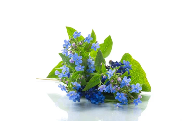 Pequeno Azul Esquecer Não Flores Isoladas Fundo Branco — Fotografia de Stock
