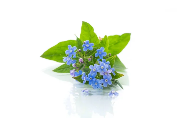 Kleine Blauwe Vergeet Niet Bloemen Geïsoleerd Witte Achtergrond — Stockfoto