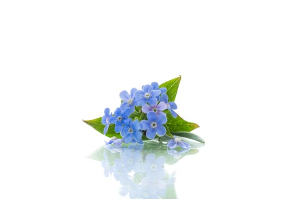 Μικρά Μπλε Λουλούδια Που Δεν Ξεχνούν Και Απομονώνονται Λευκό Φόντο — Φωτογραφία Αρχείου
