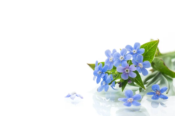 Liten Blå Glömma Mig Inte Blommor Isolerad Vit Bakgrund — Stockfoto
