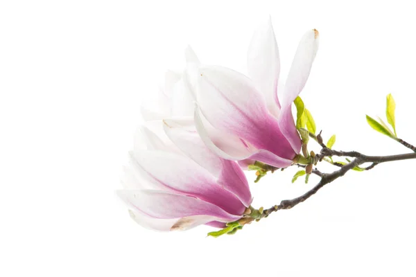 Branch Virágzó Rózsaszín Magnolia Virágok Elszigetelt Fehér Háttér — Stock Fotó