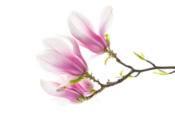 Ramo Com Flores Magnólia Rosa Florescendo Isolado Fundo Branco — Fotografia de Stock
