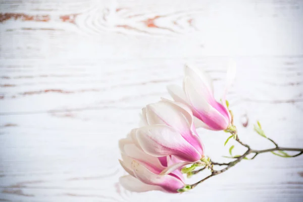 Branch Virágzó Rózsaszín Magnolia Virágok Elmosódott Háttér — Stock Fotó