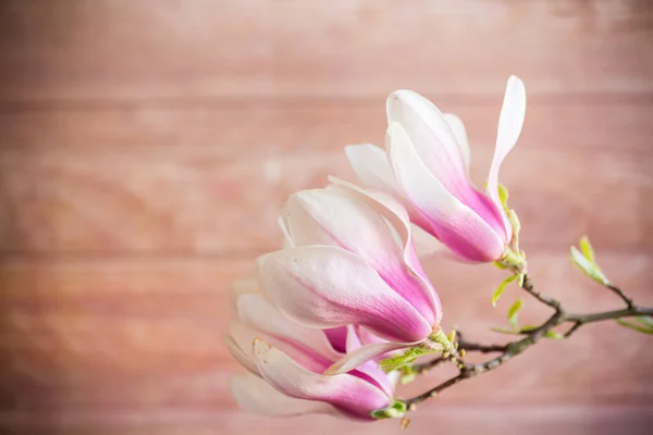 Bulanık Ahşap Arka Planda Pembe Magnolia Çiçekleri Açan Bir Dal — Stok fotoğraf