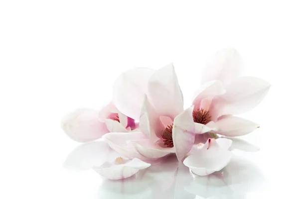 白地にピンク色のマグノリアの花を咲かせる枝 — ストック写真