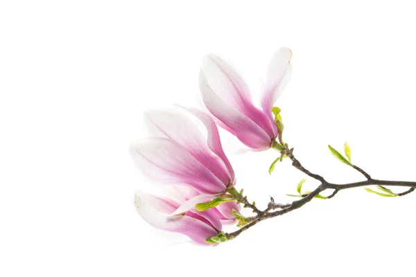 Κλάδος Ανθισμένα Ροζ Λουλούδια Magnolia Που Απομονώνονται Λευκό Φόντο — Φωτογραφία Αρχείου