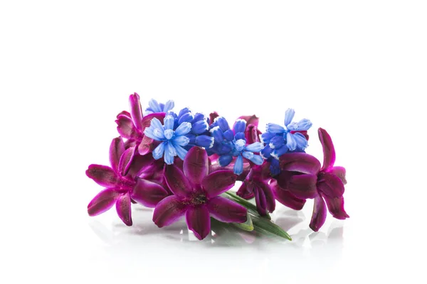 Aranyos Tavasz Kis Színes Virágok Elszigetelt Fehér Háttér — Stock Fotó