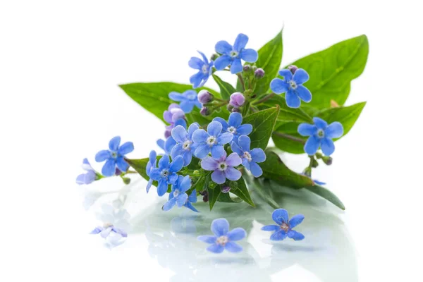 Małe Niebieskie Niezapomniane Kwiaty Odizolowane Białym Tle — Zdjęcie stockowe