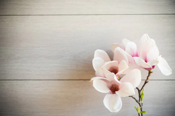 Branch Blooming Pink Magnolia Flowers Blurred Wooden Background — Stock Photo, Image