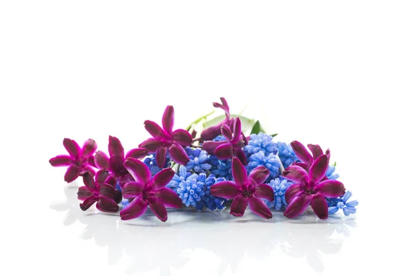 Aranyos Tavasz Kis Színes Virágok Elszigetelt Fehér Háttér — Stock Fotó