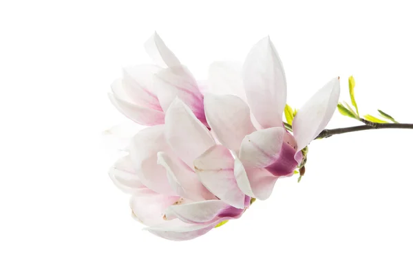 Tak Met Bloeiende Roze Magnolia Bloemen Geïsoleerd Witte Achtergrond — Stockfoto