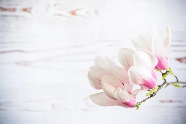 Rama Con Flores Rosas Florecientes Magnolia Sobre Fondo Madera Borrosa —  Fotos de Stock