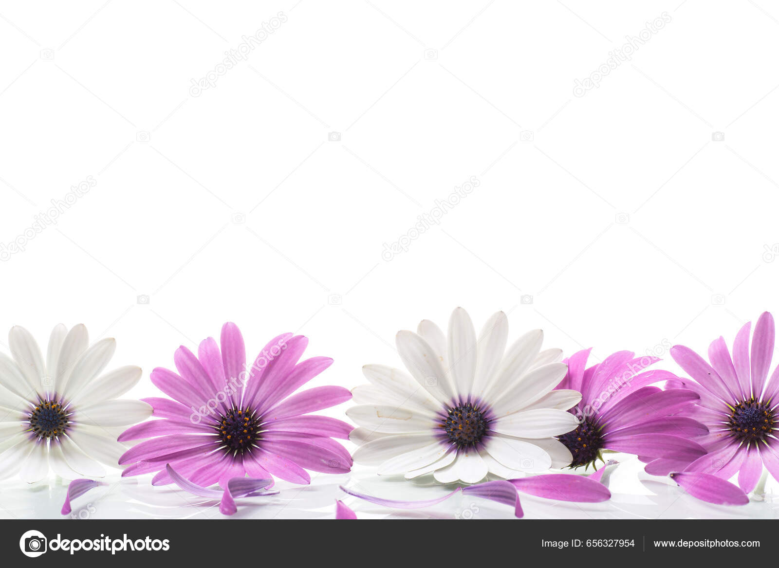 Lindas Flores Brancas Roxas Osteospermum Isoladas Fundo Branco — Foto ©  Rawlik #656327954, image size:1600x1167