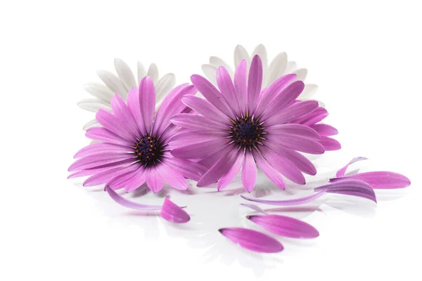 Hermosas Flores Osteospermum Blancas Púrpuras Aisladas Sobre Fondo Blanco —  Fotos de Stock