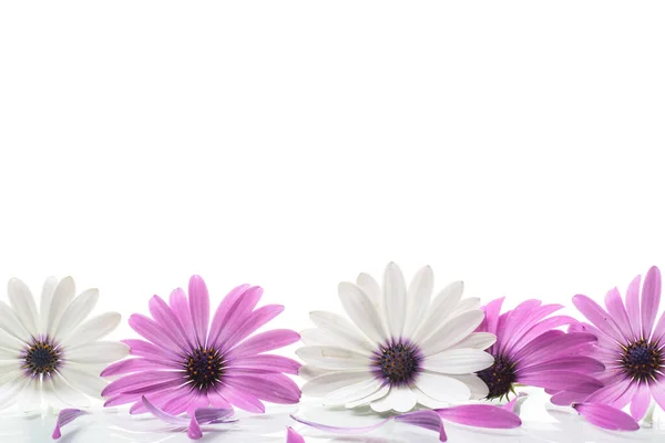 Mooie Witte Paarse Osteospermum Bloemen Geïsoleerd Witte Achtergrond — Stockfoto