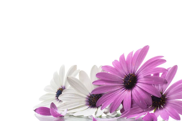 Vackra Vita Och Lila Osteospermum Blommor Isolerade Vit Bakgrund — Stockfoto