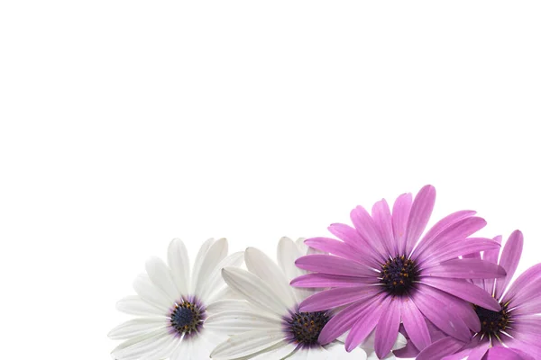 Красиві Білі Фіолетові Квіти Остеоспермамум Ізольовані Білому Тлі — стокове фото