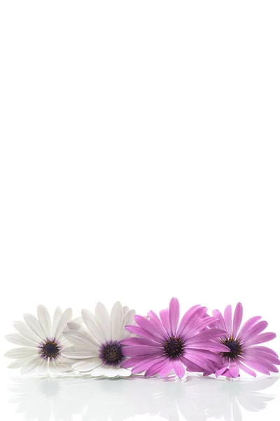 Красивые Белые Фиолетовые Цветы Osteospermum Изолированные Белом Фоне — стоковое фото
