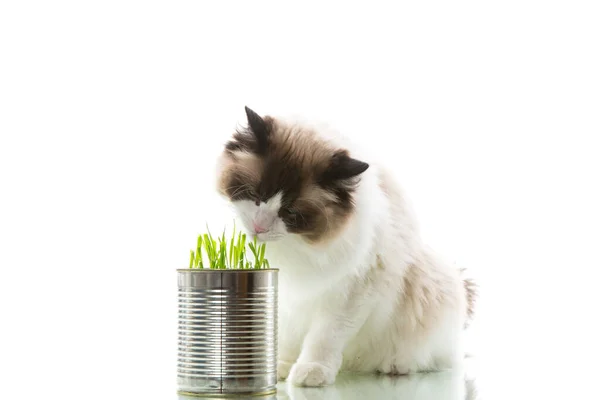 Kot Rasa Ragdoll Zjada Trawę Puszki Izolowane Białym Tle — Zdjęcie stockowe