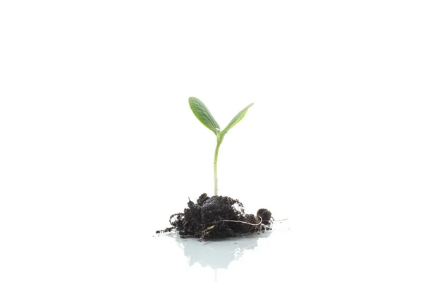 白い背景に隔離された土壌から成長する緑の芽 — ストック写真