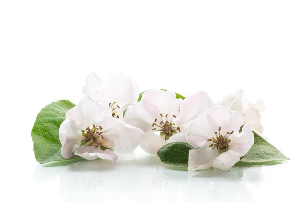 Весняне Квітуче Дерево Айви Ізольовано Білому Тлі — стокове фото