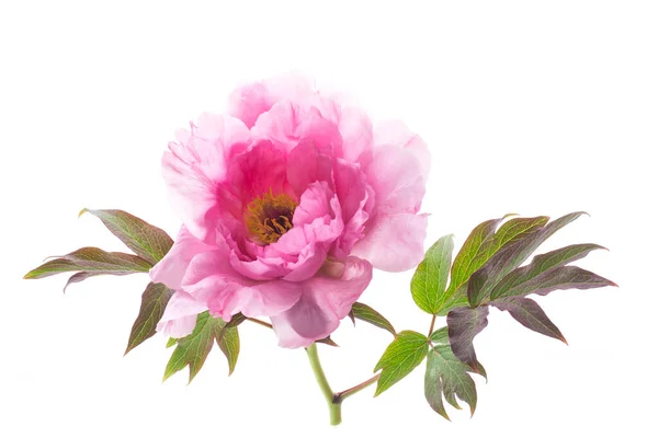 Όμορφο Ροζ Μεγάλο Λουλούδι Παιώνια Δέντρο Απομονώνονται Λευκό Φόντο — Φωτογραφία Αρχείου