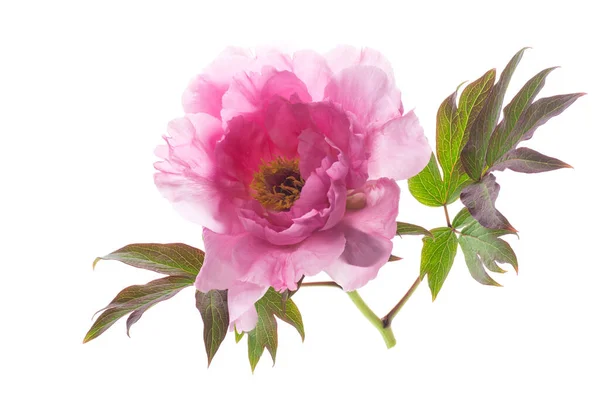 Gyönyörű Rózsaszín Nagy Bazsarózsa Virág Elszigetelt Fehér Háttér — Stock Fotó