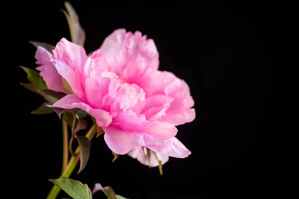 Όμορφο Ροζ Μεγάλο Λουλούδι Παιώνιος Δέντρο Απομονώνονται Μαύρο Φόντο — Φωτογραφία Αρχείου