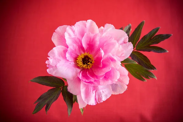 赤い背景に孤立した美しいピンクの大きな木の牡丹の花 — ストック写真