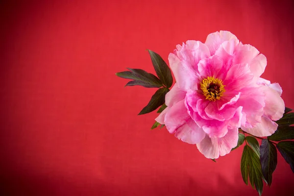 Bela Flor Peônia Árvore Grande Rosa Isolado Fundo Vermelho — Fotografia de Stock