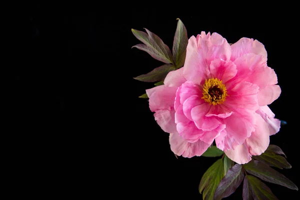 Bela Flor Peônia Árvore Grande Rosa Isolado Fundo Preto — Fotografia de Stock