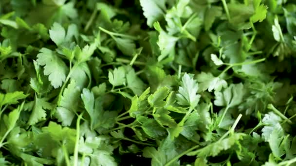 Fundo Natural Verde Salsa Orgânica Fresca — Vídeo de Stock
