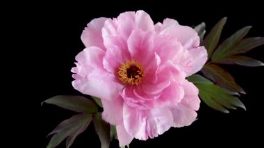 Siyah arka planda izole edilmiş güzel, büyük, pembe bir şakayık çiçeği.