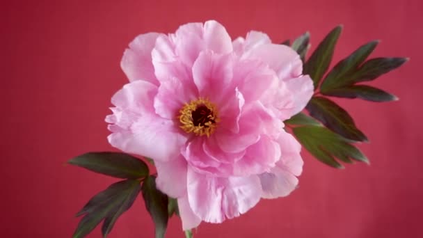 Hermoso Rosa Grande Árbol Peonía Flor Aislada Sobre Fondo Rojo — Vídeos de Stock
