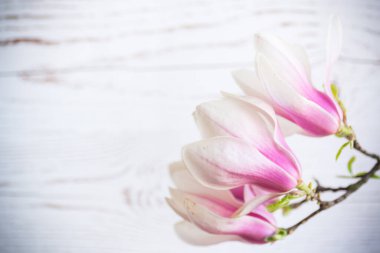 Bulanık ahşap arka planda pembe Magnolia çiçekleri açan bir dal.