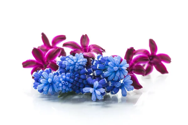 Niedlichen Frühling Kleine Farbige Blumen Isoliert Auf Weißem Hintergrund — Stockfoto