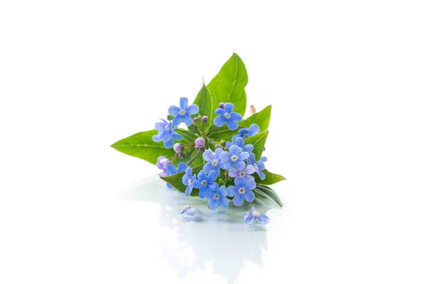 Małe Niebieskie Niezapomniane Kwiaty Odizolowane Białym Tle — Zdjęcie stockowe