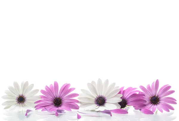 美しい白と紫のOsteospermum花 白の背景に隔離された — ストック写真