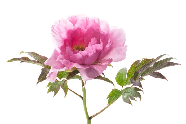 Hermoso Rosa Grande Árbol Peonía Flor Aislado Sobre Fondo Blanco —  Fotos de Stock