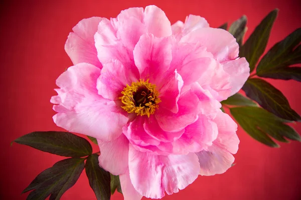 Hermoso Rosa Grande Árbol Peonía Flor Aislada Sobre Fondo Rojo —  Fotos de Stock